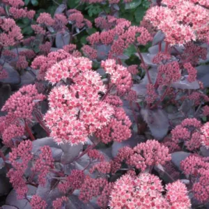 Sedum 'Purple Emperor', Sedum Telephium 'Purple Emperor', Sedum 'Purple Emperor', Orpine 'Purple Emperor', Stonecrop 'Purple Emperor', Sedum 'Washfield Purple'