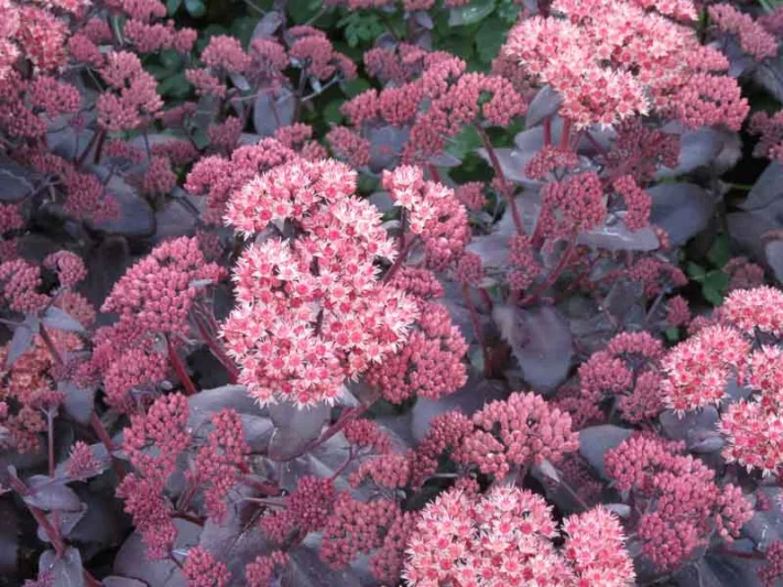Sedum 'Purple Emperor', Sedum Telephium 'Purple Emperor', Sedum 'Purple Emperor', Orpine 'Purple Emperor', Stonecrop 'Purple Emperor', Sedum 'Washfield Purple'