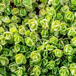 Sedum tetractinum, Chinese Stonecrop, Chinese Sedum, Evergreen Succulent, Evergreen Sedum, Groundcover Sedum