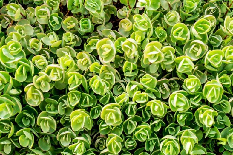 Sedum tetractinum, Chinese Stonecrop, Chinese Sedum, Evergreen Succulent, Evergreen Sedum, Groundcover Sedum