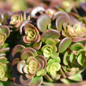 Sedum tetractinum 'Coral Reef', Chinese Stonecrop 'Coral Reef', Chinese Sedum 'Coral Reef', Evergreen Succulent, Evergreen Sedum, Groundcover Sedum