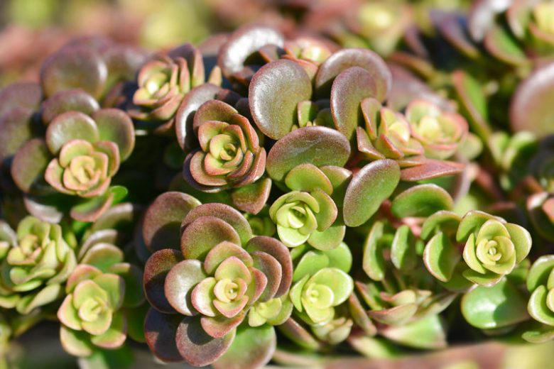 Sedum tetractinum 'Coral Reef', Chinese Stonecrop 'Coral Reef', Chinese Sedum 'Coral Reef', Evergreen Succulent, Evergreen Sedum, Groundcover Sedum