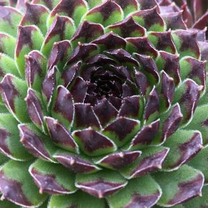 Sempervivum Appletini, Hens and Chicks Appletini, Houseleek Appletini, Sempervivum 'Reinhard', Houseleek 'Reinhard', Chick Charms Series, succulent, evergreen succulent, Red Succulent, drought tolerant perennial, drought tolerant plant