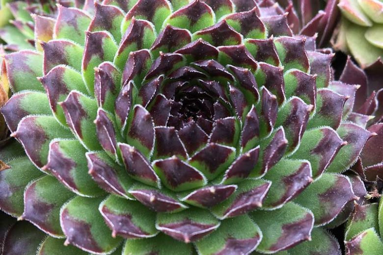 Sempervivum Appletini, Hens and Chicks Appletini, Houseleek Appletini, Sempervivum 'Reinhard', Houseleek 'Reinhard', Chick Charms Series, succulent, evergreen succulent, Red Succulent, drought tolerant perennial, drought tolerant plant