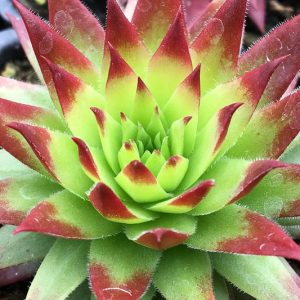 Sempervivum Autumn Apple, Hens and Chicks Autumn Apple, Houseleek Autumn Apple, Chick Charms Series, succulent, evergreen succulent, Red Succulent, drought tolerant perennial, drought tolerant plant