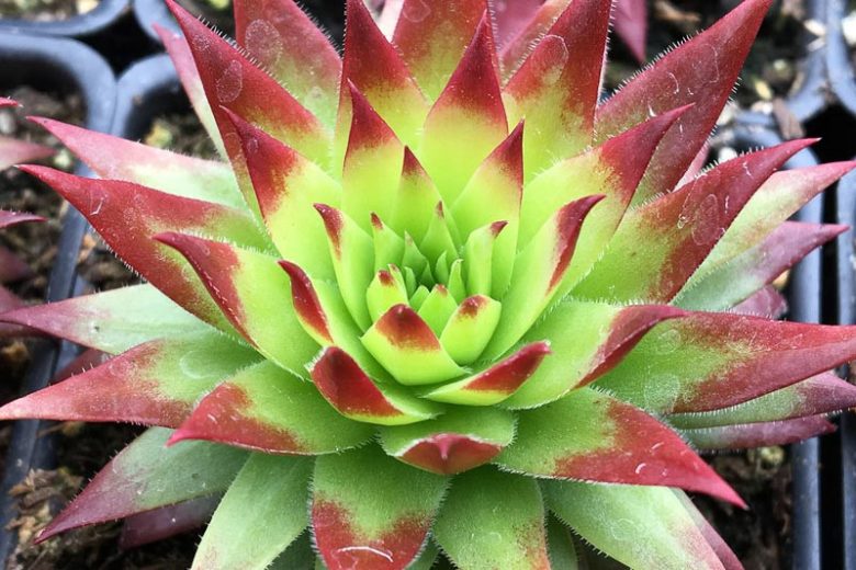 Sempervivum Autumn Apple, Hens and Chicks Autumn Apple, Houseleek Autumn Apple, Chick Charms Series, succulent, evergreen succulent, Red Succulent, drought tolerant perennial, drought tolerant plant