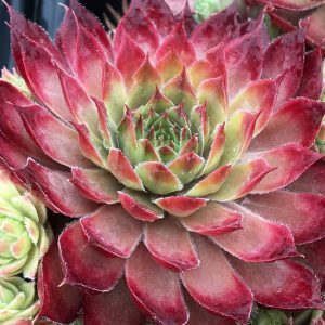 Sempervivum Butterscotch Baby, Hens and Chicks Butterscotch Baby, Houseleek Butterscotch Baby, Chick Charms Series, succulent, evergreen succulent, Red Succulent, drought tolerant perennial, drought tolerant plant