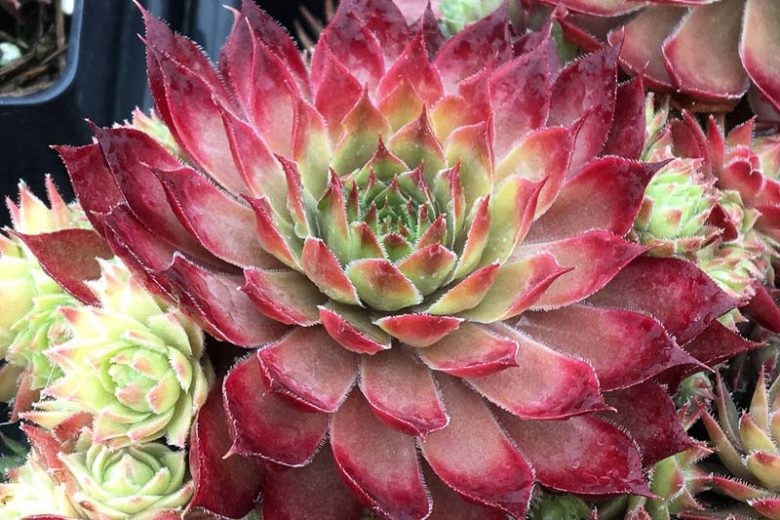 Sempervivum Butterscotch Baby, Hens and Chicks Butterscotch Baby, Houseleek Butterscotch Baby, Chick Charms Series, succulent, evergreen succulent, Red Succulent, drought tolerant perennial, drought tolerant plant