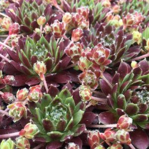 Sempervivum Cinnamon Starburst, Hens and Chicks Cinnamon Starburst, Houseleek Cinnamon Starburst, Chick Charms Series, succulent, evergreen succulent, Red Succulent, drought tolerant perennial, drought tolerant plant