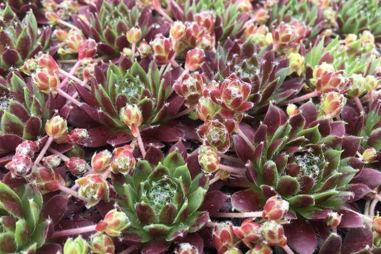 Sempervivum Cinnamon Starburst, Hens and Chicks Cinnamon Starburst, Houseleek Cinnamon Starburst, Chick Charms Series, succulent, evergreen succulent, Red Succulent, drought tolerant perennial, drought tolerant plant