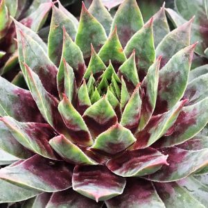 Sempervivum Cranberry Cocktail, Hens and Chicks Cranberry Cocktail, Houseleek Cranberry Cocktail, Chick Charms Series, succulent, evergreen succulent, Red Succulent, drought tolerant perennial, drought tolerant plant