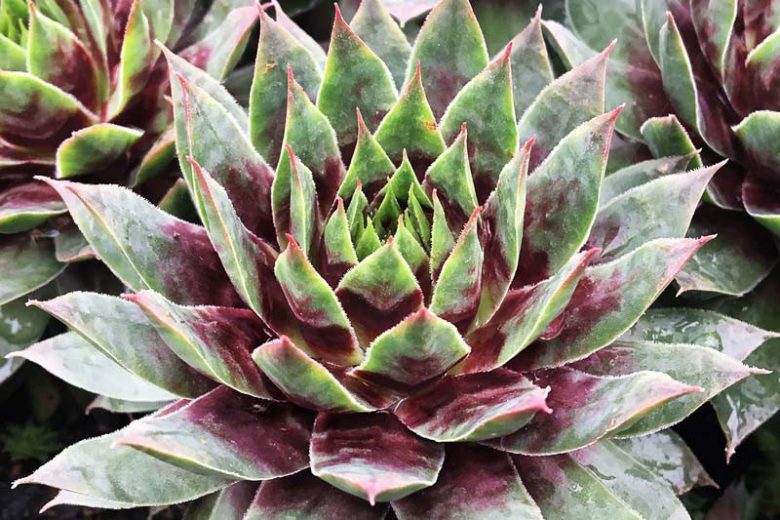Sempervivum Cranberry Cocktail, Hens and Chicks Cranberry Cocktail, Houseleek Cranberry Cocktail, Chick Charms Series, succulent, evergreen succulent, Red Succulent, drought tolerant perennial, drought tolerant plant