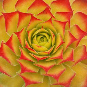 Sempervivum Gold Nugget, Hens and Chicks Gold Nugget, Houseleek Gold Nugget, Chick Charms Series, succulent, evergreen succulent, Red Succulent, drought tolerant perennial, drought tolerant plant