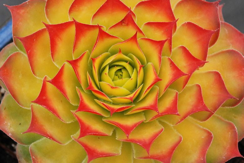 Sempervivum Gold Nugget, Hens and Chicks Gold Nugget, Houseleek Gold Nugget, Chick Charms Series, succulent, evergreen succulent, Red Succulent, drought tolerant perennial, drought tolerant plant