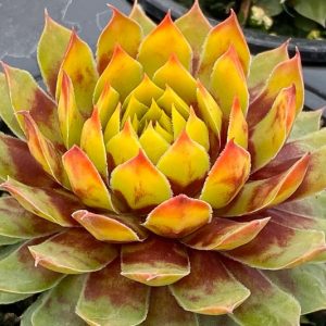 Sempervivum Gold Rush, Hens and Chicks Gold Rush, Houseleek Gold Rush, Chick Charms Series, succulent, evergreen succulent, Yellow Succulent, drought tolerant perennial, drought tolerant plant