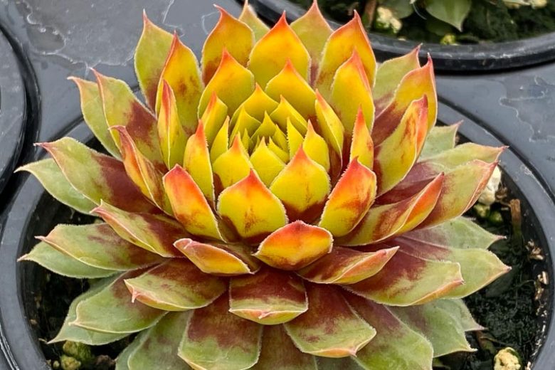 Sempervivum Gold Rush, Hens and Chicks Gold Rush, Houseleek Gold Rush, Chick Charms Series, succulent, evergreen succulent, Yellow Succulent, drought tolerant perennial, drought tolerant plant