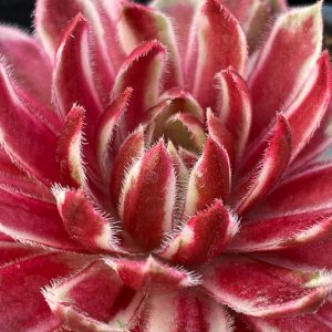 Sempervivum Lotus Blossom, Hens and Chicks Lotus Blossom, Houseleek Lotus Blossom, Chick Charms Series, succulent, evergreen succulent, Red Succulent, drought tolerant perennial, drought tolerant plant