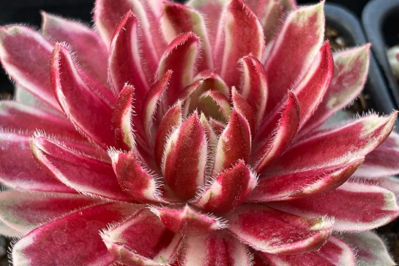 Sempervivum Lotus Blossom, Hens and Chicks Lotus Blossom, Houseleek Lotus Blossom, Chick Charms Series, succulent, evergreen succulent, Red Succulent, drought tolerant perennial, drought tolerant plant