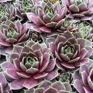 Sempervivum Plum Parfait, Hens and Chicks Plum Parfait, Houseleek Plum Parfait, Chick Charms Series, succulent, evergreen succulent, Green Succulent, drought tolerant perennial, drought tolerant plant