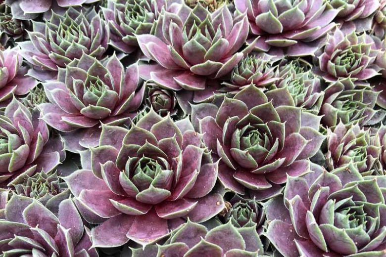 Sempervivum Plum Parfait, Hens and Chicks Plum Parfait, Houseleek Plum Parfait, Chick Charms Series, succulent, evergreen succulent, Green Succulent, drought tolerant perennial, drought tolerant plant