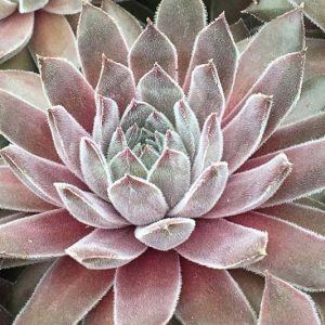 Sempervivum Silver Suede, Hens and Chicks Silver Suede, Houseleek Silver Suede, Chick Charms Series, succulent, evergreen succulent, Silver Succulent, drought tolerant perennial, drought tolerant plant
