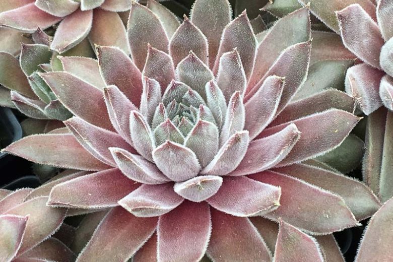 Sempervivum Silver Suede, Hens and Chicks Silver Suede, Houseleek Silver Suede, Chick Charms Series, succulent, evergreen succulent, Silver Succulent, drought tolerant perennial, drought tolerant plant