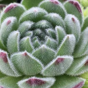 Sempervivum Sugar Shimmer, Hens and Chicks Sugar Shimmer, Houseleek Sugar Shimmer, Chick Charms Series, succulent, evergreen succulent, Silver Succulent, drought tolerant perennial, drought tolerant plant