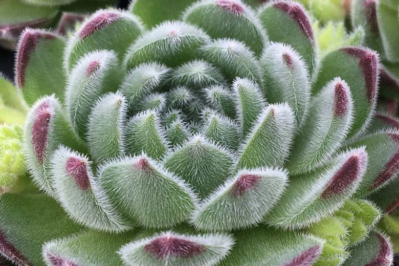Sempervivum Sugar Shimmer, Hens and Chicks Sugar Shimmer, Houseleek Sugar Shimmer, Chick Charms Series, succulent, evergreen succulent, Silver Succulent, drought tolerant perennial, drought tolerant plant