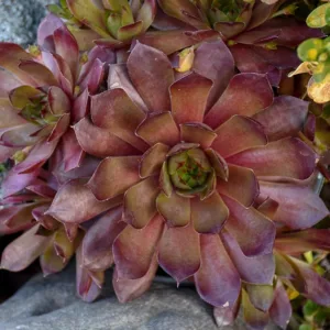 Sempervivum Peggy, Hens and Chicks Peggy, Houseleek Peggy, Small succulent, evergreen succulent, Red Succulent, drought tolerant perennial, drought tolerant plant