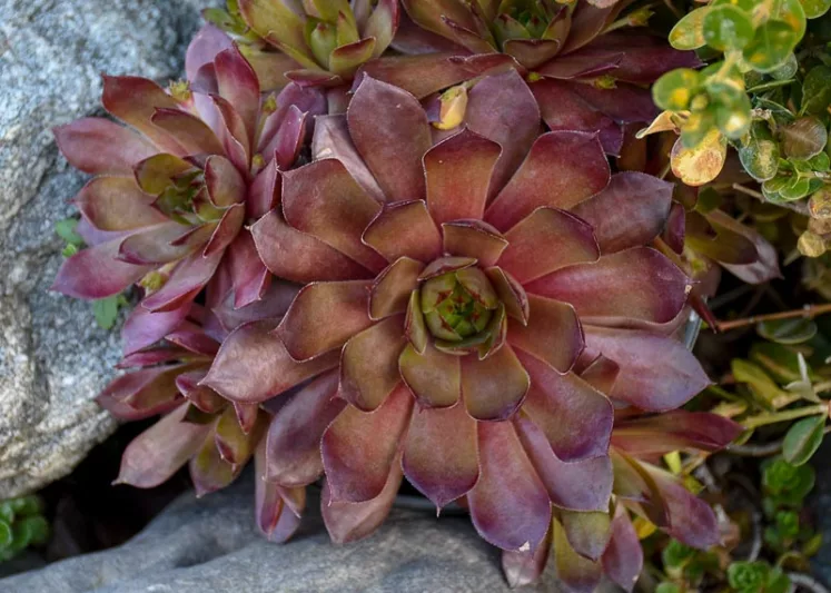 Sempervivum Peggy, Hens and Chicks Peggy, Houseleek Peggy, Small succulent, evergreen succulent, Red Succulent, drought tolerant perennial, drought tolerant plant