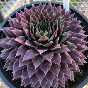 Sempervivum SUPERSEMPS® 'Ruby', Hens and Chicks Ruby, Houseleek Ruby, Supersemp Series, succulent, evergreen succulent, Red Succulent, drought tolerant perennial, drought tolerant plant