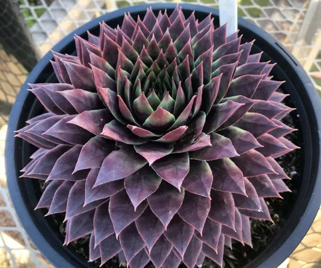 Sempervivum SUPERSEMPS® 'Ruby', Hens and Chicks Ruby, Houseleek Ruby, Supersemp Series, succulent, evergreen succulent, Red Succulent, drought tolerant perennial, drought tolerant plant