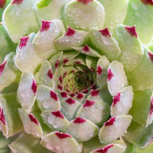 Sempervivum tectorum,Common Houseleek, St Patrick's Cabbage, Bullock's Beard, Bullock's Eye, Devil's Beard, Jove's Beard, Jupiter's Beard, Jupiter's Eye, Red-Leaved Houseleek, Sempervivum pyrenaicum, Sempervivum affine, Sempervivum densum