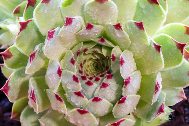 Sempervivum tectorum,Common Houseleek, St Patrick's Cabbage, Bullock's Beard, Bullock's Eye, Devil's Beard, Jove's Beard, Jupiter's Beard, Jupiter's Eye, Red-Leaved Houseleek, Sempervivum pyrenaicum, Sempervivum affine, Sempervivum densum