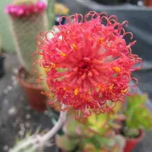 Senecio stapeliiformis, Pickle Plant, Candle Plant, Candle Stick, Pickle Plant, Inch Worm, Spider Plant, Trailing Jade, Stapelia Stemmed Senecio, Groundsel, Belisha Beacon Plant, Kleinia stapeliiformis