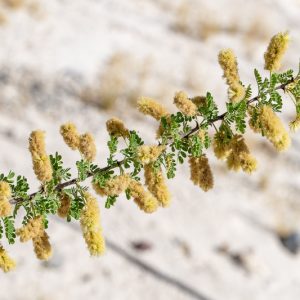 Senegalia greggii, Gregg Acacia, Gregg Catclaw Acacia, Texas Catclaw Acacia, Acacia greggii,, Evergreen Tree, Evergreen Shrub, Yellow Flowers, Fragrant Shrub, Fragrant Tree
