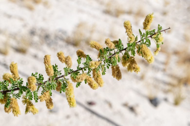 Senegalia greggii, Gregg Acacia, Gregg Catclaw Acacia, Texas Catclaw Acacia, Acacia greggii,, Evergreen Tree, Evergreen Shrub, Yellow Flowers, Fragrant Shrub, Fragrant Tree