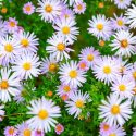 September Birth Flower, Birth Flowers, Birth Month Flowers, Birth Flower, Month Birth Flower, May Birth Flower, June Birth Flower, July Birth Flower