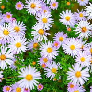 September Birth Flower, Birth Flowers, Birth Month Flowers, Birth Flower, Month Birth Flower, May Birth Flower, June Birth Flower, July Birth Flower