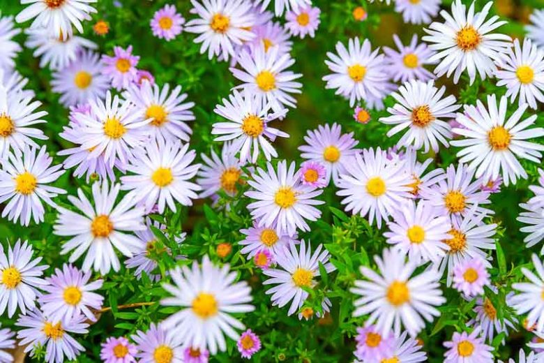 September Birth Flower, Birth Flowers, Birth Month Flowers, Birth Flower, Month Birth Flower, May Birth Flower, June Birth Flower, July Birth Flower