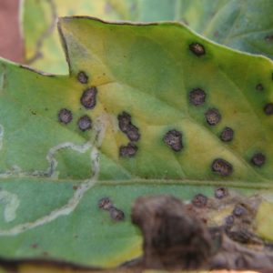 Septoria Leaf Spot, Leaf Spot,  Identify Septoria Leaf Spot, Septoria Leaf Spot Symptoms, Prevent Septoria Leaf Spot, Treat Septoria Leaf Spot