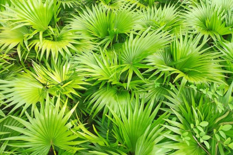 Serenoa repens, Saw Palmetto, Brahea serrulata, Corypha repens, Serenoa serrulata