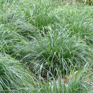 Sesleria 'Greenlee', Greenlee Moor Grass, Evergreen Grass, Drought tolerant Grass