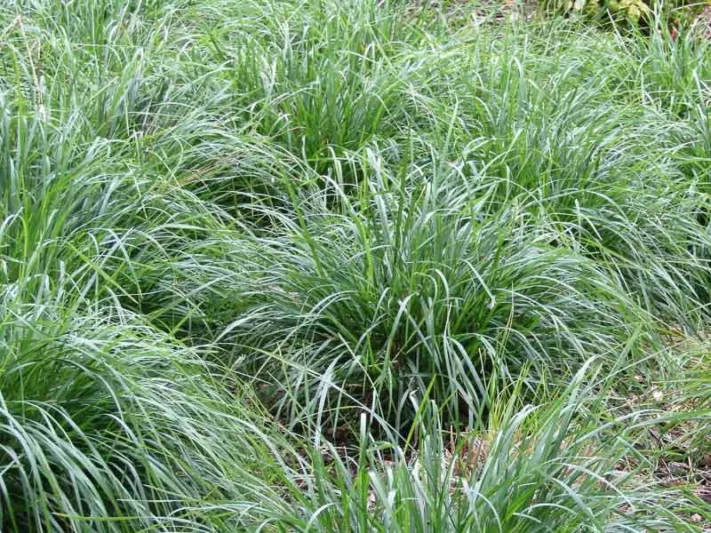 Sesleria 'Greenlee', Greenlee Moor Grass, Evergreen Grass, Drought tolerant Grass