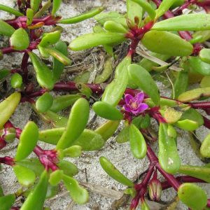 Sesuvium portulacastrum, Shoreline Seapurslane, Sea Purslane, Cenicilla, Portulaca portulacastrum, Ground Cover, Groundcover