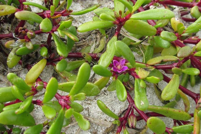 Sesuvium portulacastrum, Shoreline Seapurslane, Sea Purslane, Cenicilla, Portulaca portulacastrum, Ground Cover, Groundcover