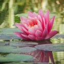 Shade Nymphaea, Shade Waterlily, Shade Water Lily, Shade Aquatic Plants, Shade Pond Plants, Hardy Nymphaea, Hardy Water lilies, Hardy Waterlilies