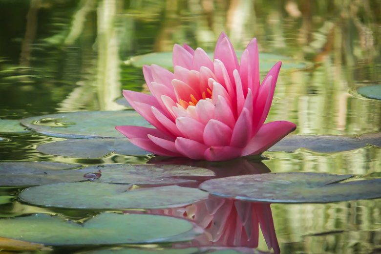 Shade Nymphaea, Shade Waterlily, Shade Water Lily, Shade Aquatic Plants, Shade Pond Plants, Hardy Nymphaea, Hardy Water lilies, Hardy Waterlilies