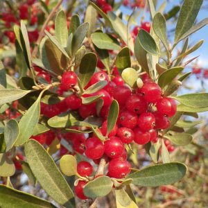 Shepherdia argentea, Silver Buffaloberry, Buffaloberry, Buffalo Berry, Rabbit Berry, Beef Suet Tree, Silverberry, Elaeagnus utilis, Lepargyrea argentea, Red berries, evergreen shrub