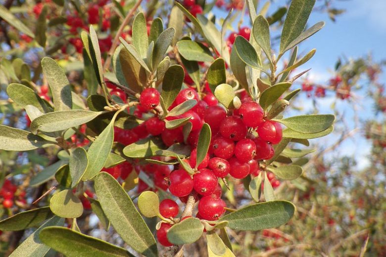 Shepherdia argentea, Silver Buffaloberry, Buffaloberry, Buffalo Berry, Rabbit Berry, Beef Suet Tree, Silverberry, Elaeagnus utilis, Lepargyrea argentea, Red berries, evergreen shrub
